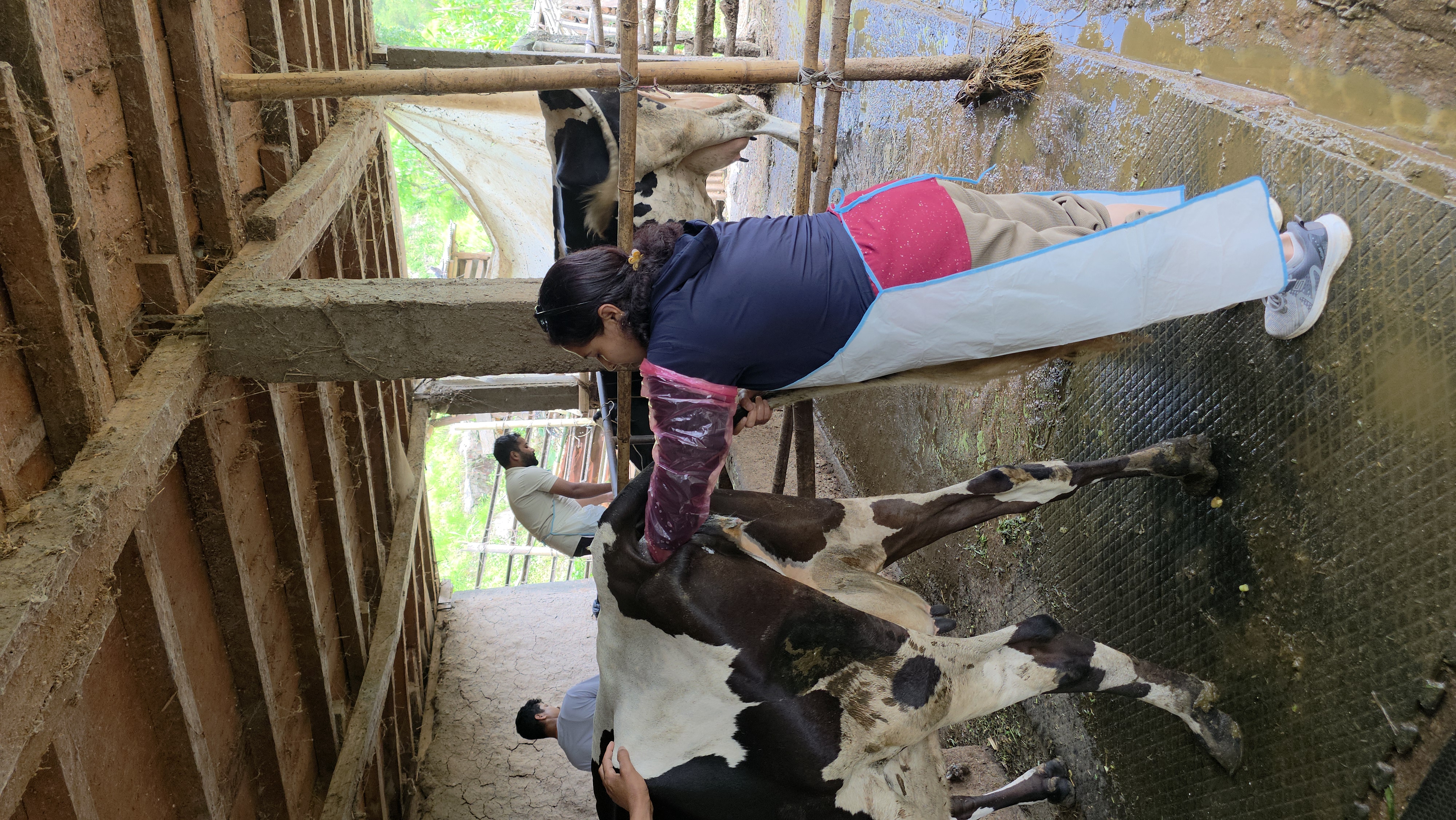 व्यवसायिक पशु फर्ममा गाईको गर्भ परिक्षण